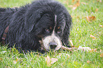 lying Bernese Mountain Dog