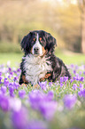 liegender Bernese Mountain Dog