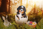 Bernese Mountain Dog portrait