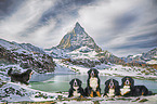 Bernese Mountain Dogs