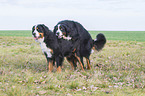Bernese Mountain Dog when mating