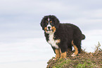 standing Bernese Mountain Dog