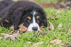 lying Bernese Mountain Dog