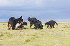 playing Bernese Mountain Dogs