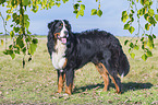 standing Bernese Mountain Dog
