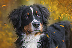 Bernese Mountain Dog portrait