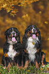 sitting Bernese Mountain Dogs