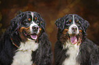 Bernese Mountain Dogs portrait