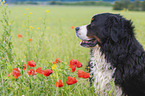 Bernese Mountain Dog portrait