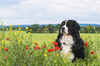 Bernese Mountain Dog portrait