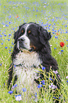 Bernese Mountain Dog portrait