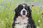 Bernese Mountain Dog portrait