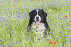 Bernese Mountain Dog portrait