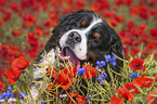 Bernese Mountain Dog portrait