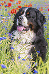 Bernese Mountain Dog portrait