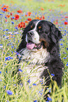 Bernese Mountain Dog portrait