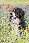 Bernese Mountain Dog portrait