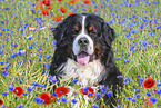 Bernese Mountain Dog portrait