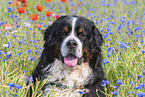 Bernese Mountain Dog portrait