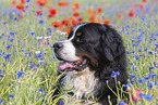 Bernese Mountain Dog portrait