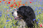 Bernese Mountain Dog portrait