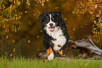 running Bernese Mountain Dog