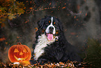 lying Bernese Mountain Dog