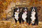 3 Bernese Mountain Dogs
