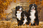 3 Bernese Mountain Dogs