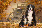 2 Bernese Mountain Dogs