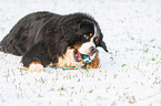 lying Bernese Mountain Dog