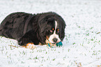 lying Bernese Mountain Dog