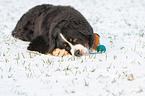 lying Bernese Mountain Dog