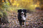 running Bernese Mountain Dog