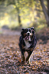 running Bernese Mountain Dog