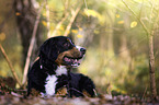 lying Bernese Mountain Dog