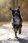 running Bernese Mountain Dog