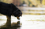 Bernese Mountain Dog