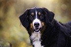 Bernese Mountain Dog Portrait