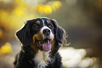 Bernese Mountain Dog Portrait