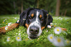 lying Bernese Mountain Dog