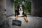 lying Bernese Mountain Dog