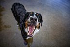 standing Bernese Mountain Dog