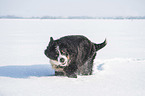 Bernese mountain dog in the winter