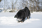 Bernese mountain dog in the winter