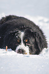 Bernese mountain dog lies in the snow