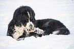 Bernese mountain dog lies in the snow