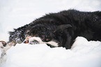 Bernese mountain dog lies in the snow