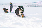 2 Bernese Mountain Dogs in the snow