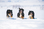 3 Bernese Mountain Dogs in the snow